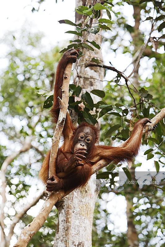 丹戎国家公园的猩猩(Pongo pygmaeus)，加里曼丹中部，婆罗洲，印度尼西亚，亚洲图片素材