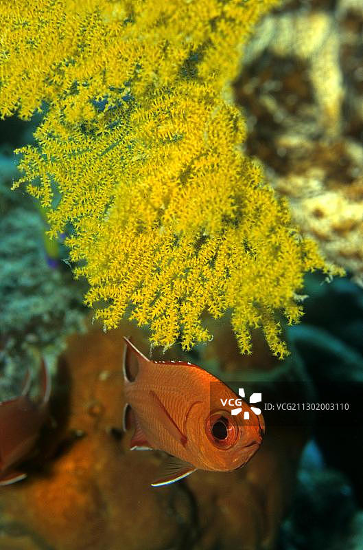 黄色柳珊瑚下的白边军士鱼图片素材