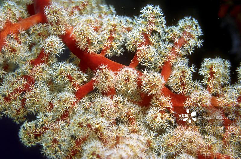 柳珊瑚珊瑚虫图片素材