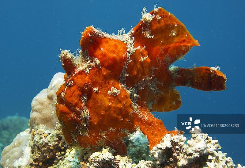 红色巨型躄鱼（科莫森氏安康鱼），印度尼西亚，亚洲图片素材