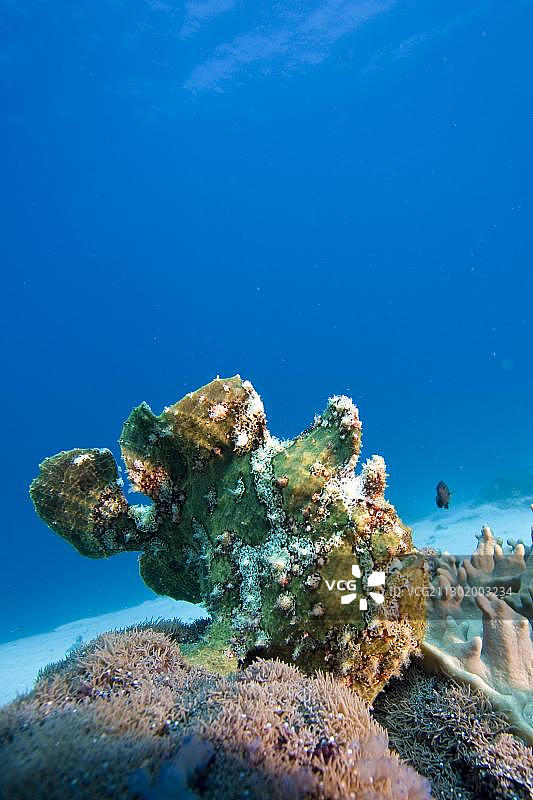 巨型躄鱼图片素材