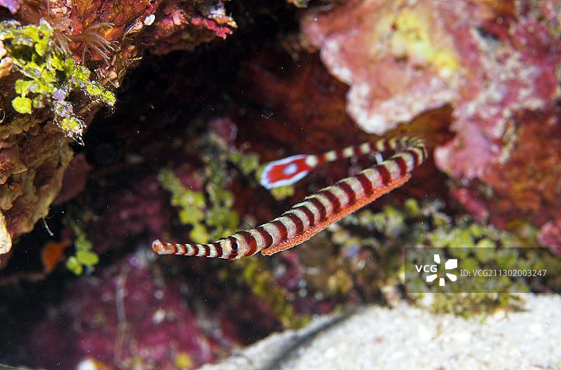 环带海龙图片素材