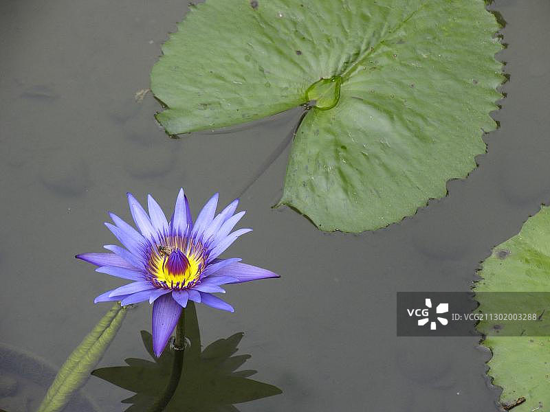 中国香港香港公园内的睡莲，亚洲图片素材