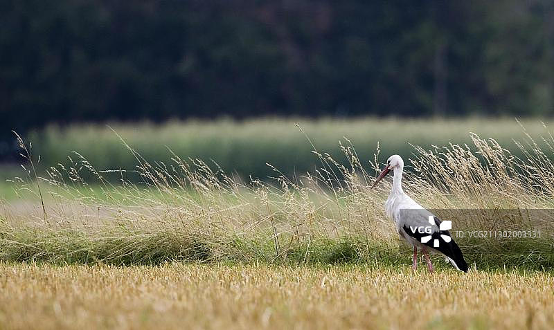 田野中的白色鹳图片素材