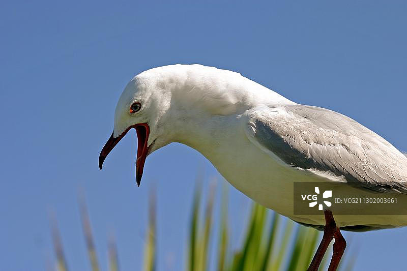 红嘴鸥，新西兰图片素材
