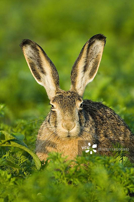野兔图片素材