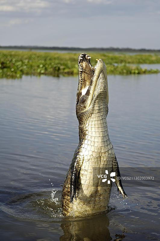 跳跃的凯门鳄，潘塔纳尔，巴西图片素材