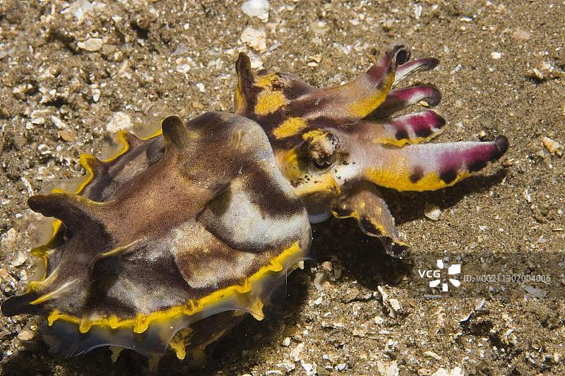 华丽拟乌贼图片素材