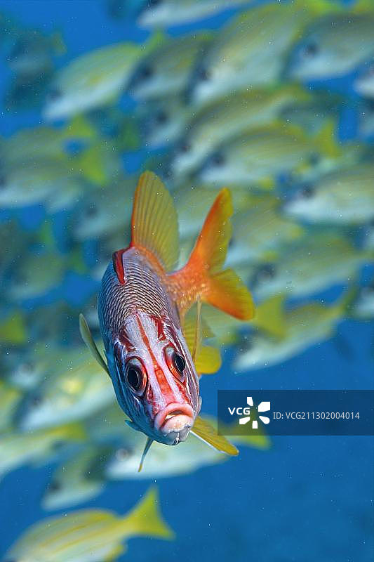 巨松球鱼图片素材