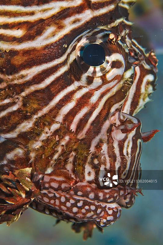 狮子鱼图片素材