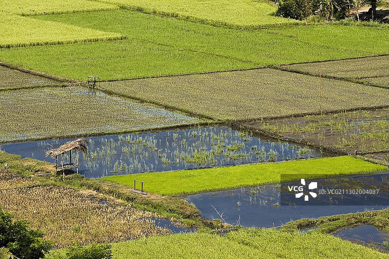 菲律宾内格罗斯岛上的稻田图片素材