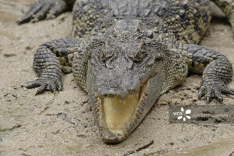 暹罗鳄图片素材