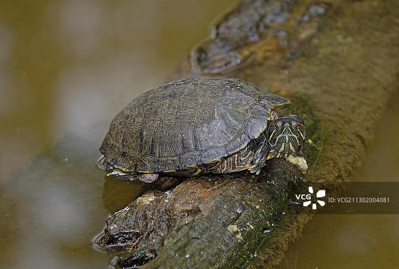 红耳龟图片素材