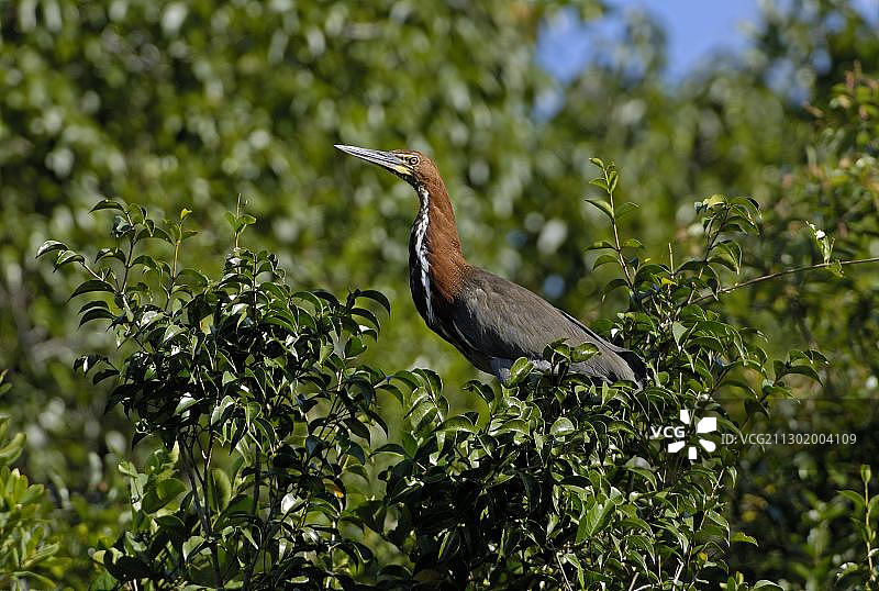 苍鹭潘塔纳尔巴西图片素材