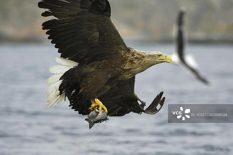 空中捕食的白尾海雕图片素材