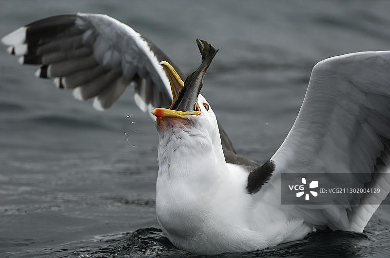 正在吃鱼的海鸥图片素材
