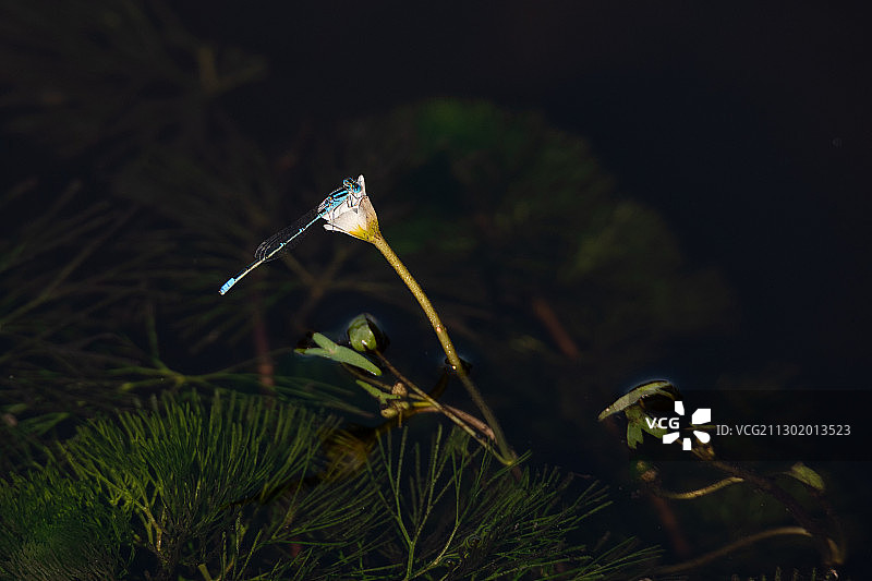 蓝豆娘与白花图片素材