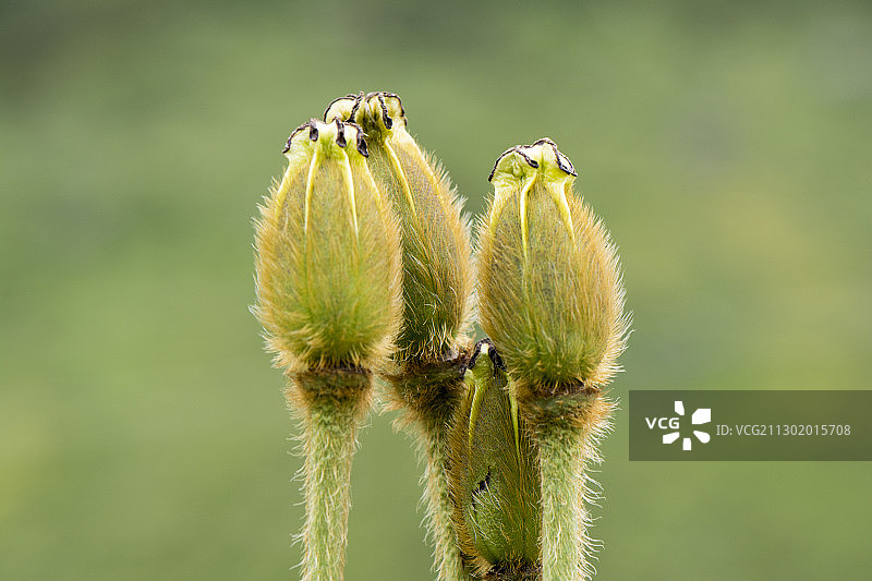 绿绒蒿图片素材