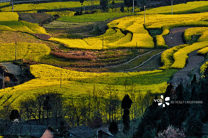 菜花黄图片素材