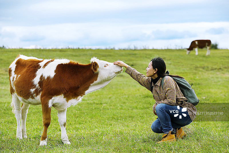一个东方女人触摸一头黄白花牛犊图片素材