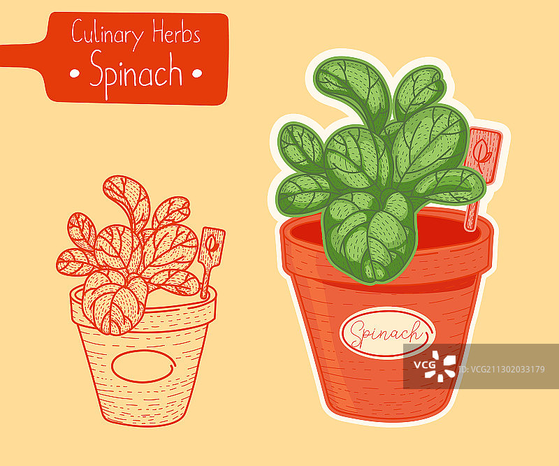 盆栽菠菜图片素材