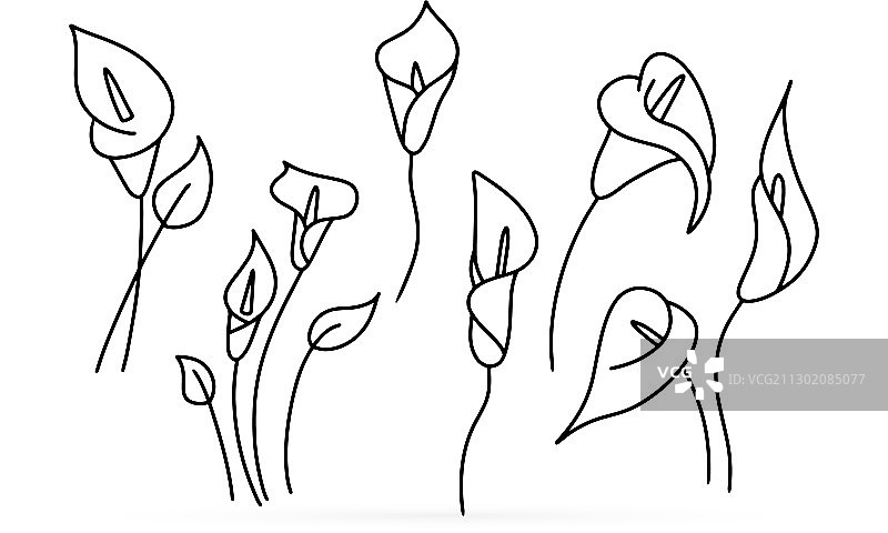 白色背景上手绘的涂鸦马蹄莲图标图片素材