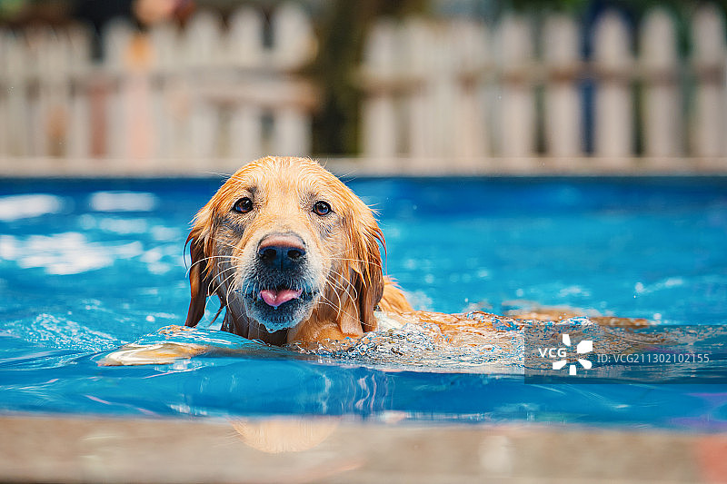 游泳金毛图片素材