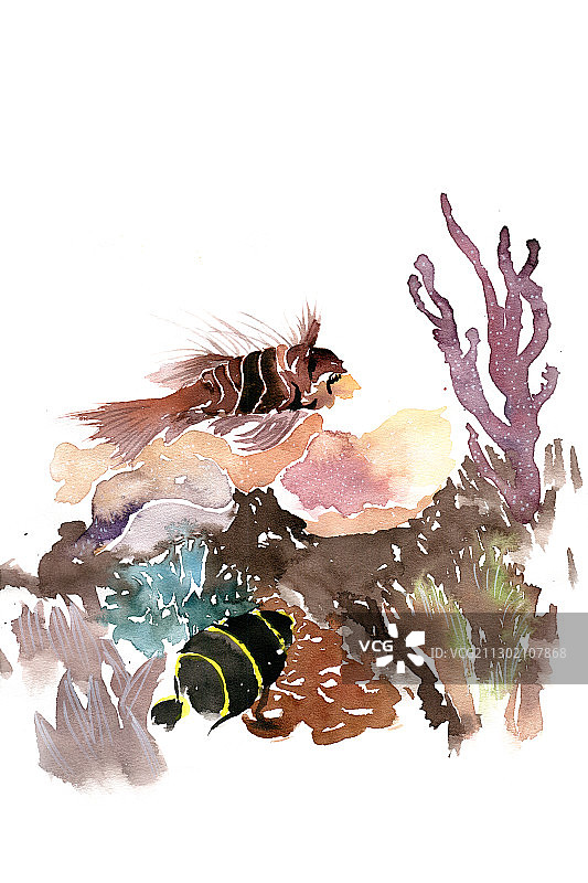 自由自在的鱼图片素材