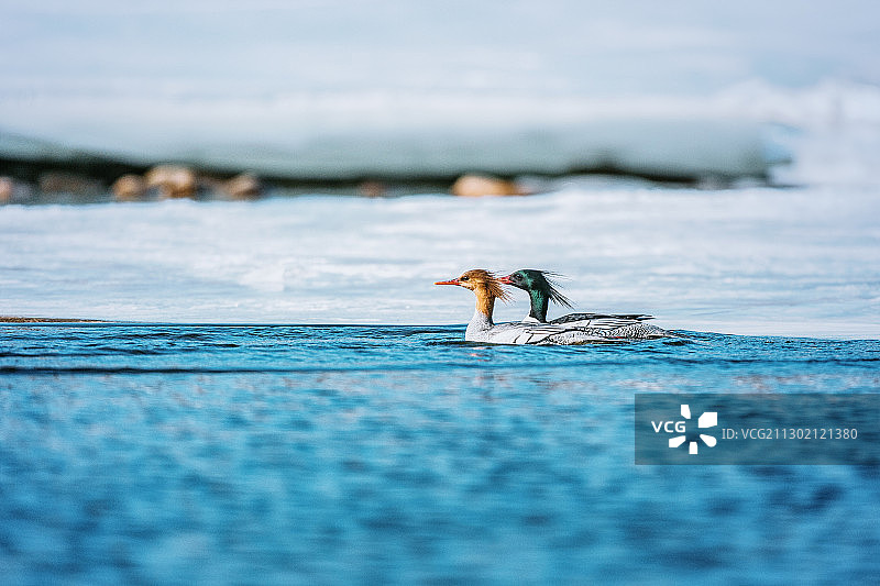 栖息在水中的中华秋沙鸭图片素材