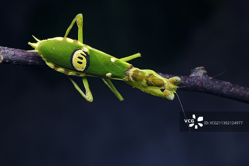 丽眼斑螳图片素材