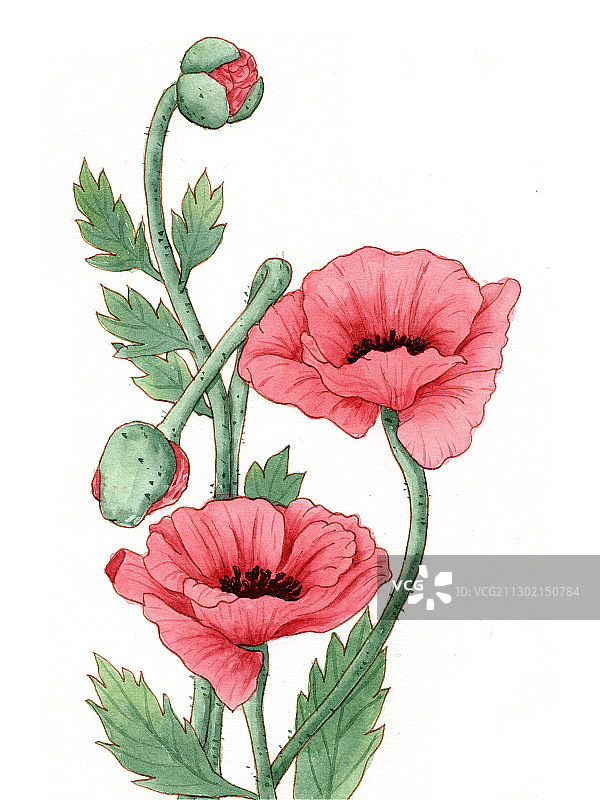 手绘水彩钢笔淡彩花卉罂粟花虞美人插画图片素材