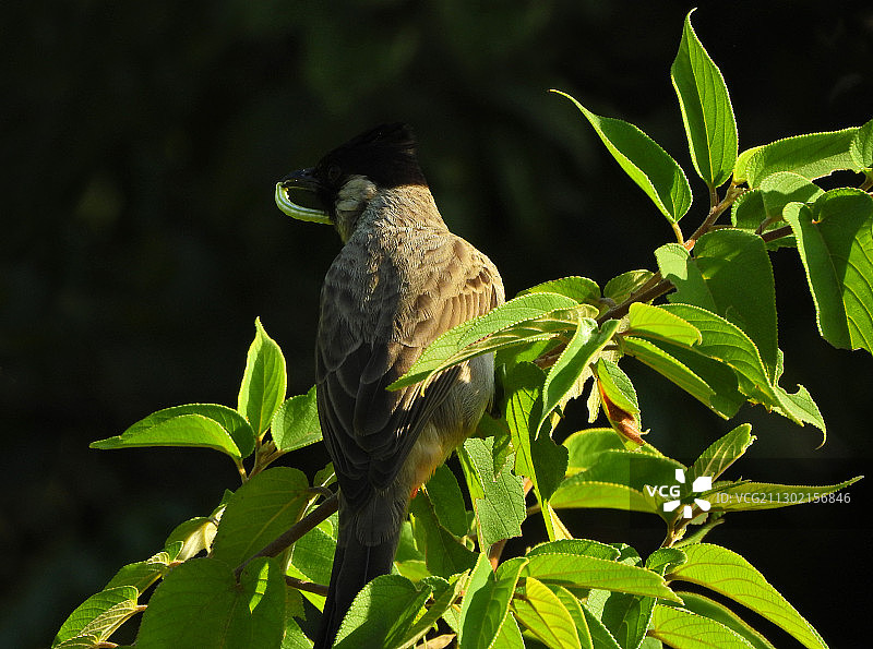 白喉红臀鹎和它的食物图片素材