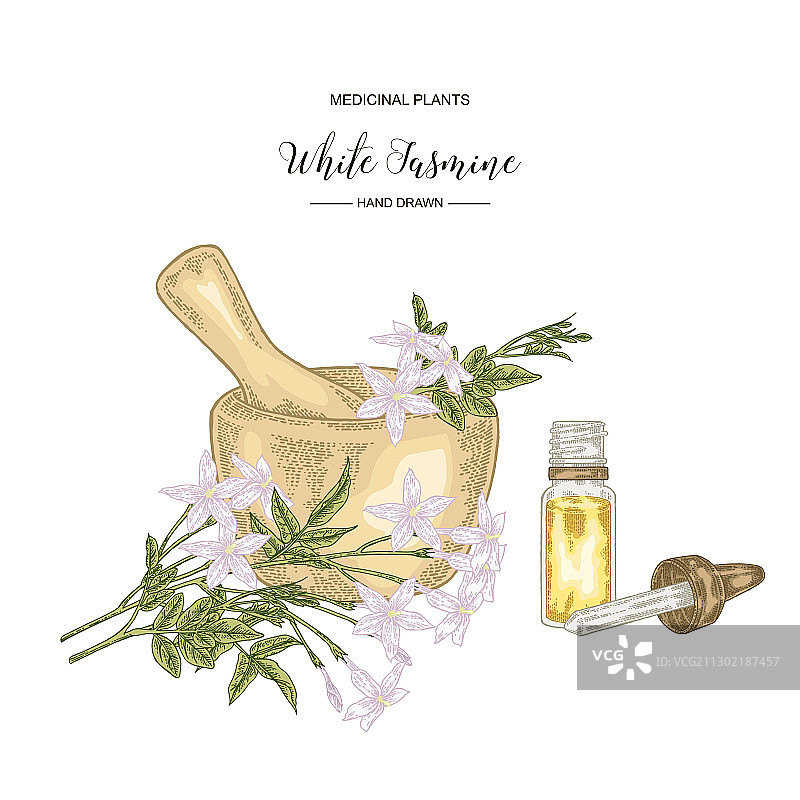 白色茉莉花图片素材