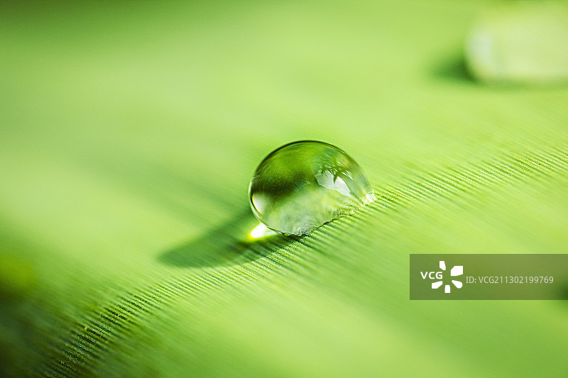 水珠，水滴，竹叶，植物，绿色，壁纸图片素材