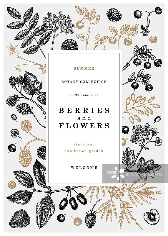 手绘复古风格浆果设计图片素材