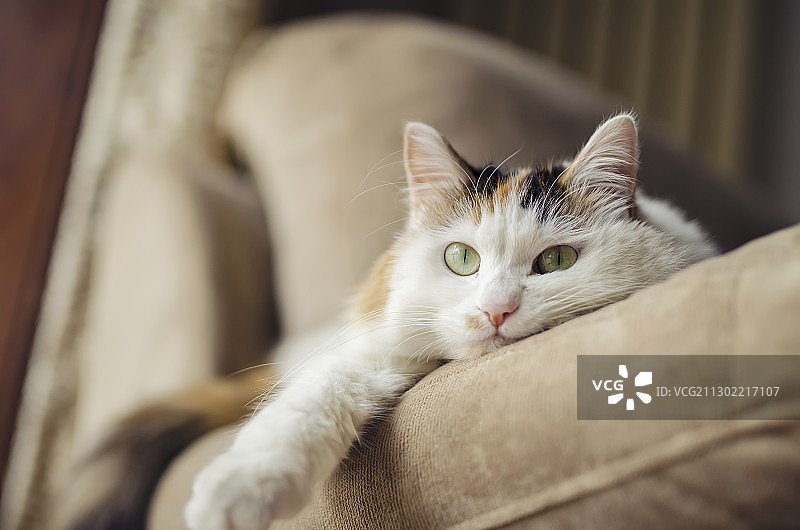 可爱的小猫趴在室内柔软的沙发上图片素材