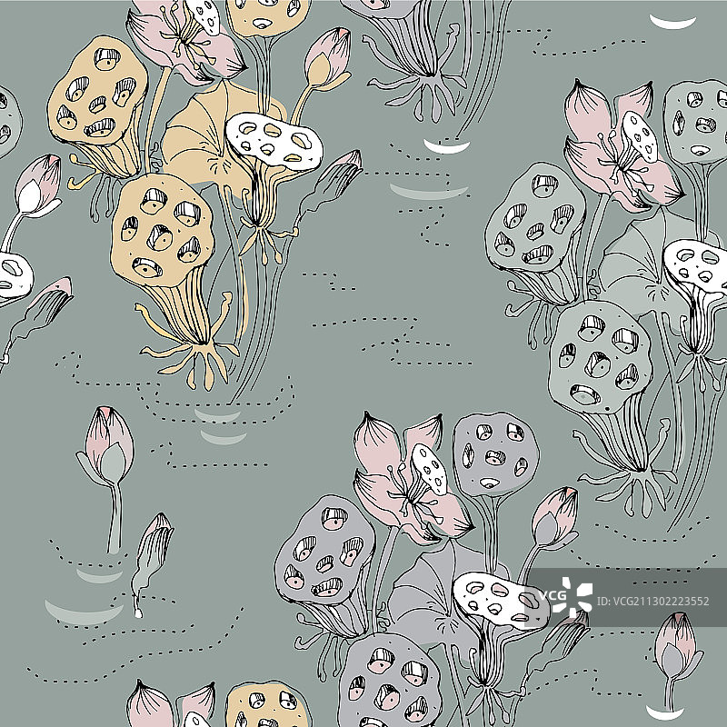 荷花和莲子图片素材