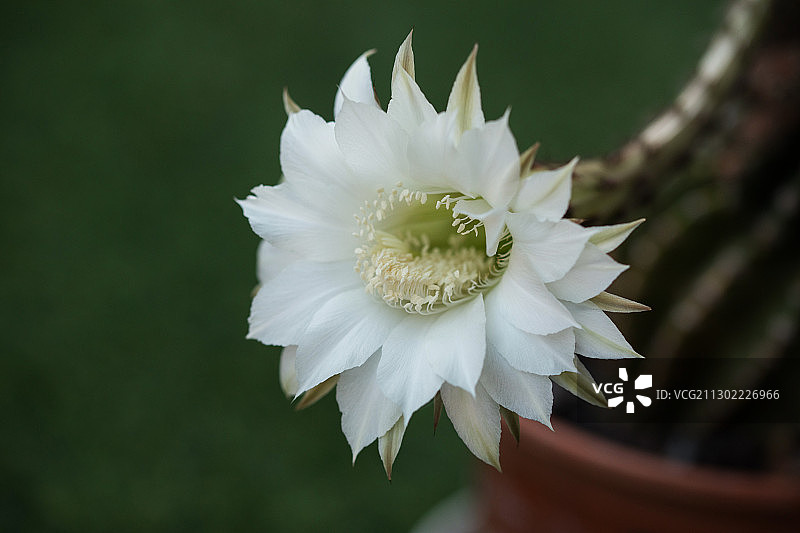 仙人球花图片素材