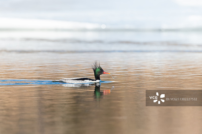 在水中游泳的中华秋沙鸭图片素材