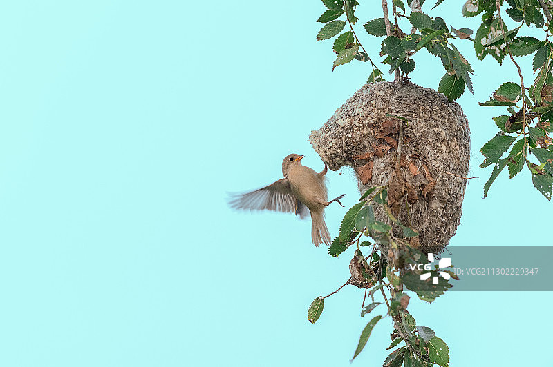 一只中华攀雀在照料它的幼鸟图片素材