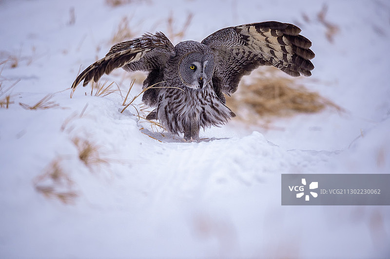 捕食的灰林鸮图片素材