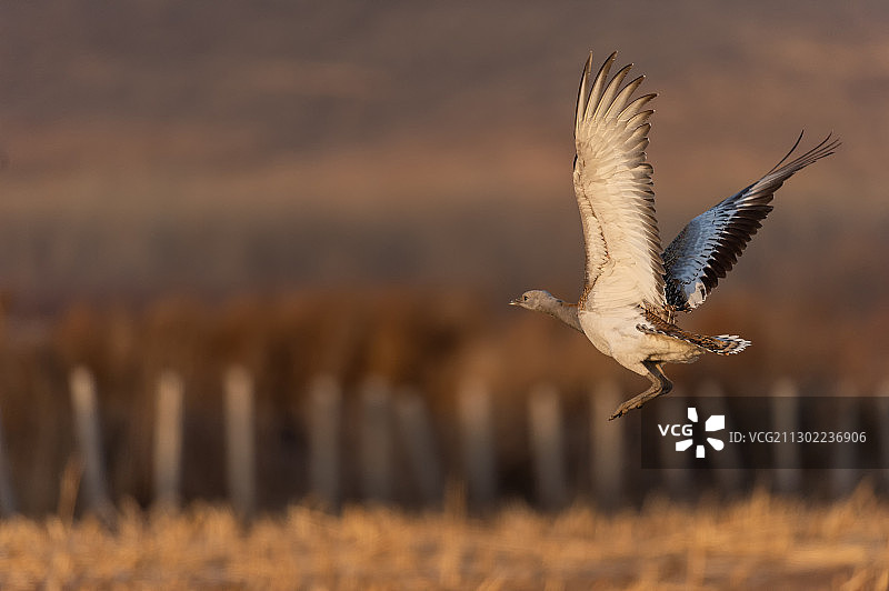 一只大鸨在空中飞行图片素材