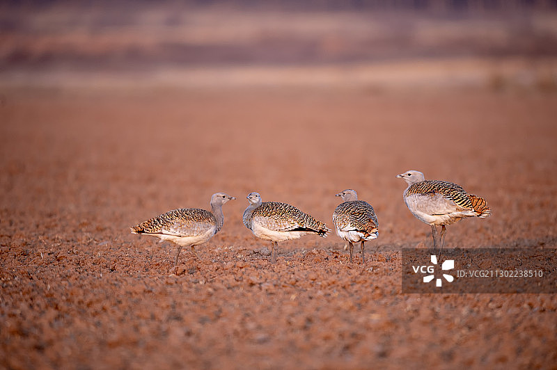 栖息中的大鸨图片素材