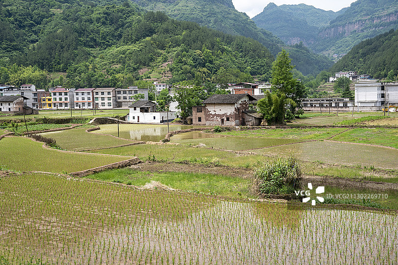 深山水稻梯田图片素材