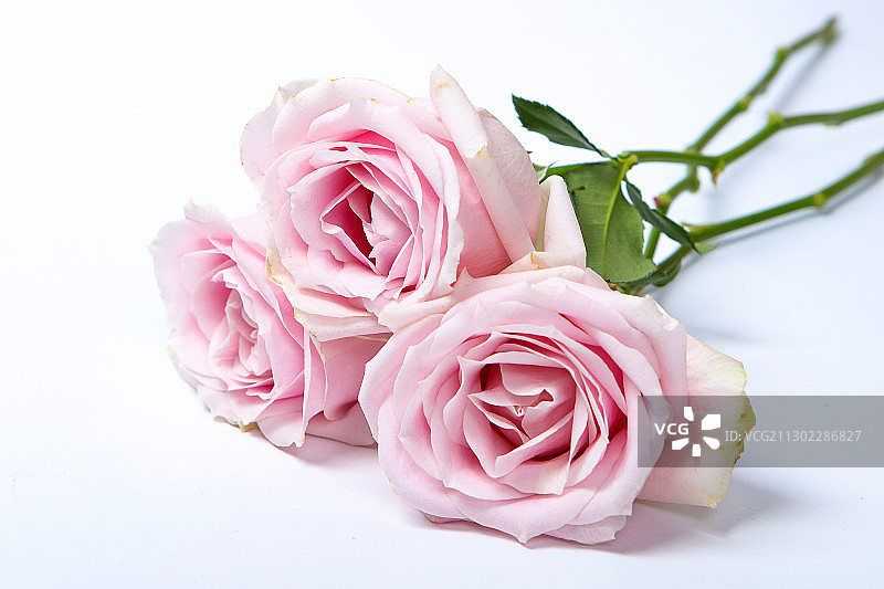 粉色玫瑰花特写图片素材