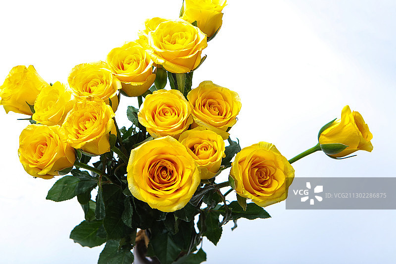 黄色玫瑰花特写图片素材