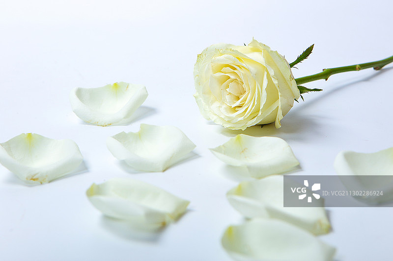 白色玫瑰花特写图片素材