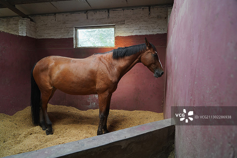 畜舍里的马图片素材