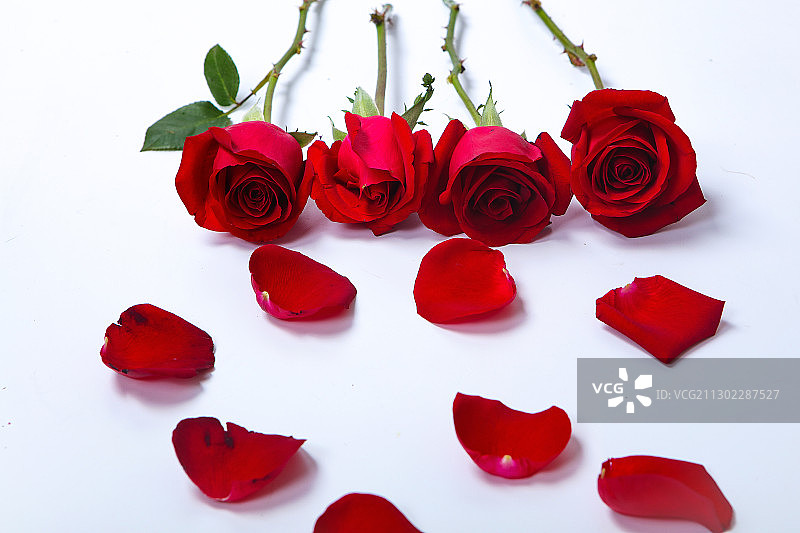 红色玫瑰花特写图片素材