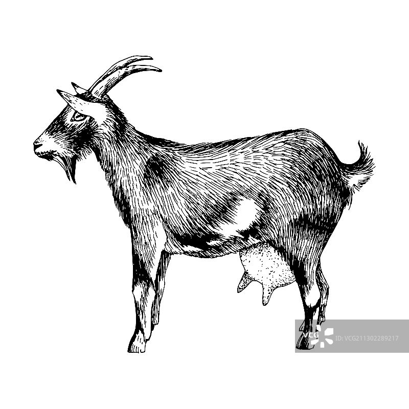 手绘农场动物山羊图片素材